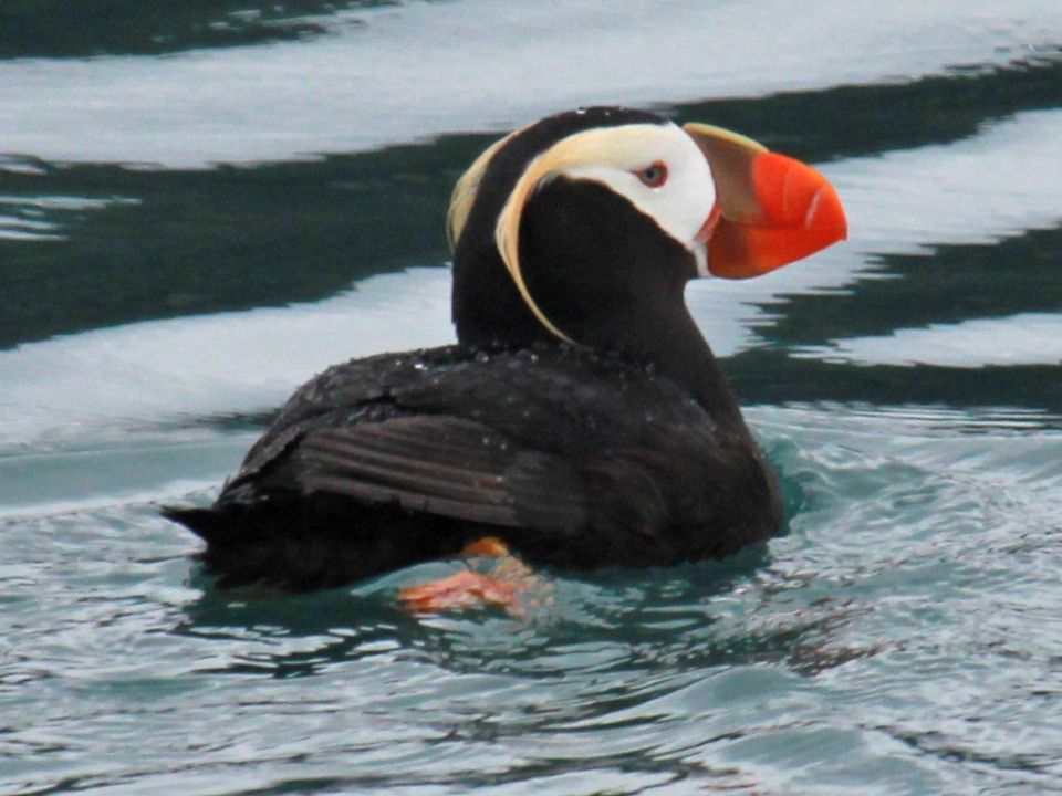 Tufted Puffin wildlife guide for Kenai Fjords National Park
