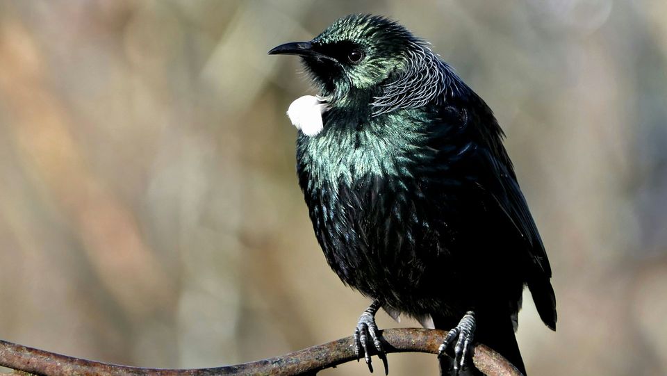 Tūī wildlife guide for Mount Aspiring National Park