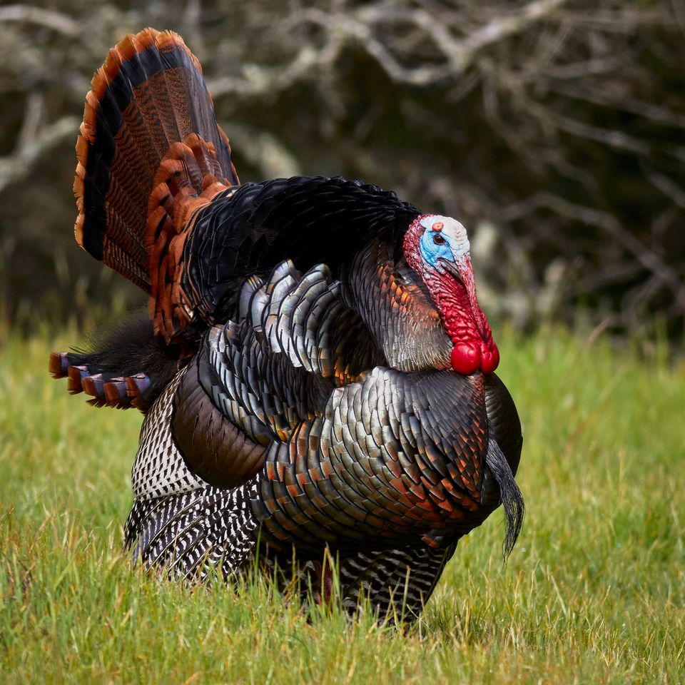 Turkey in Lake George NY