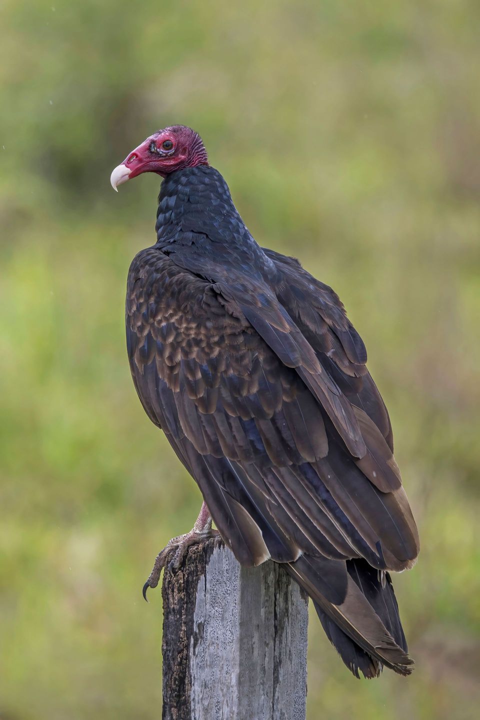 Turkey Vulture wildlife guide for Theodore Roosevelt National Park