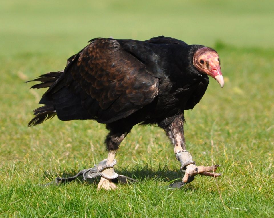 Turkey Vulture wildlife guide for Great Smoky Mountains National Park