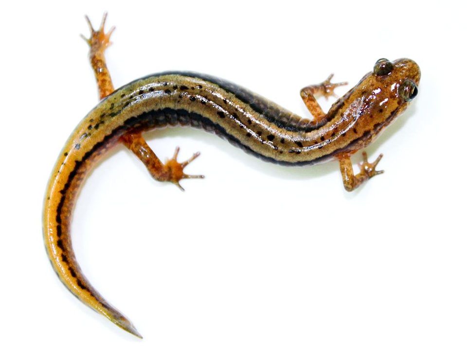 Two-lined Salamander in Hocking Hills State Park