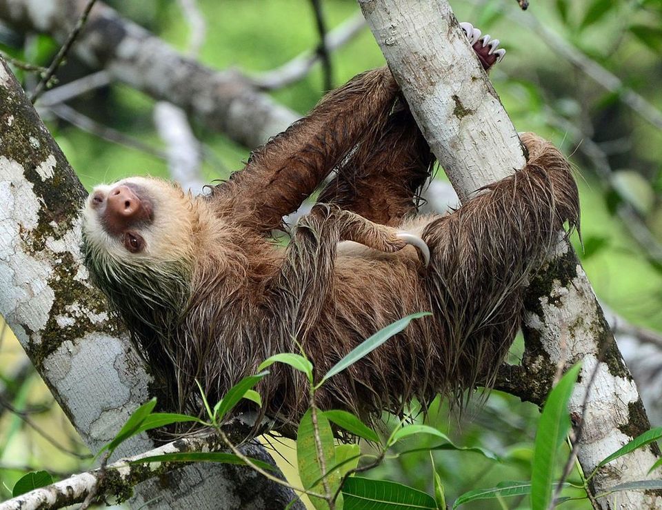 Two-toed Sloth in Manuel Antonio National Park