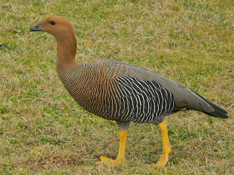 Upland Goose wildlife guide for Torres del Paine National Park