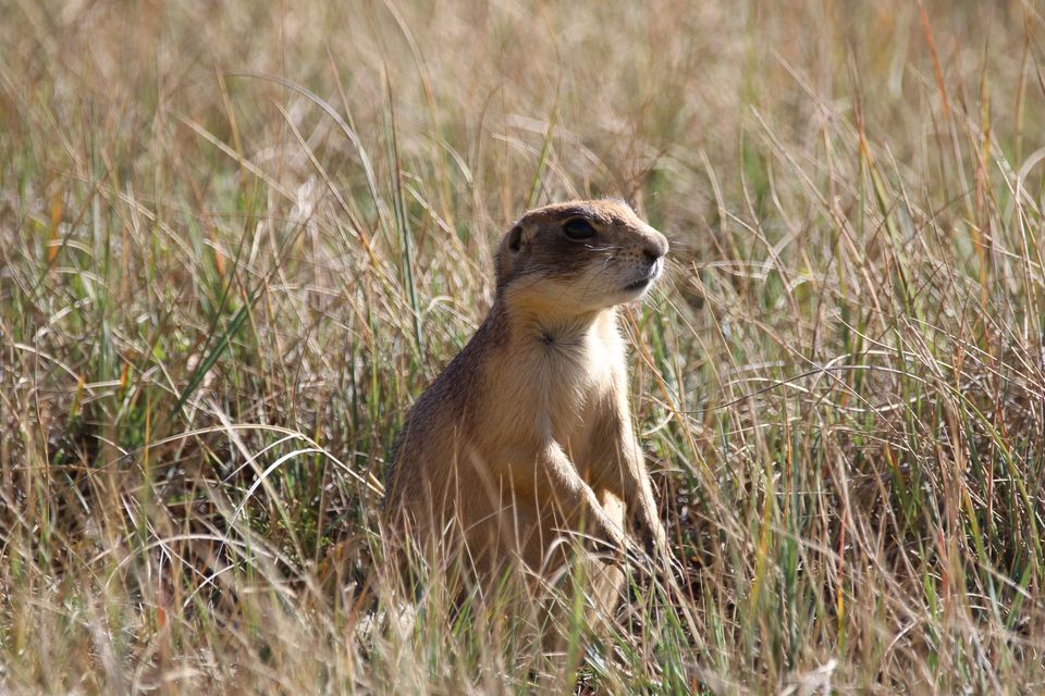 Utah Prairie Dog in Bryce Canyon National Park