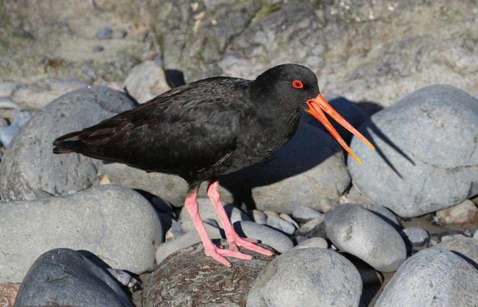 Variable Oystercatcher wildlife guide for Abel Tasman National Park