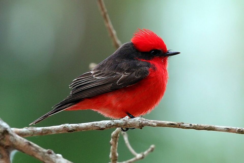 Vermilion Flycatcher in Carlsbad Caverns National Park