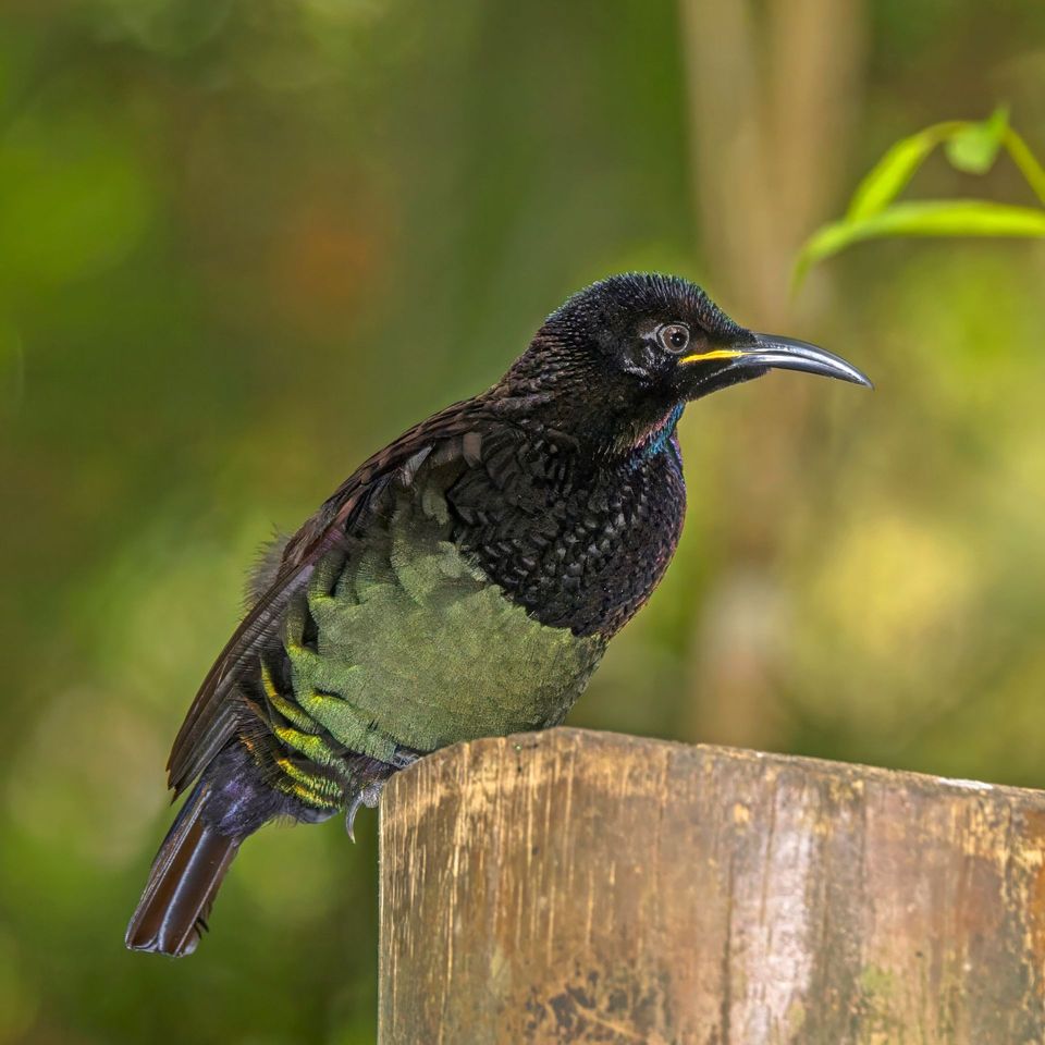 Victoria's Riflebird in Daintree National Park