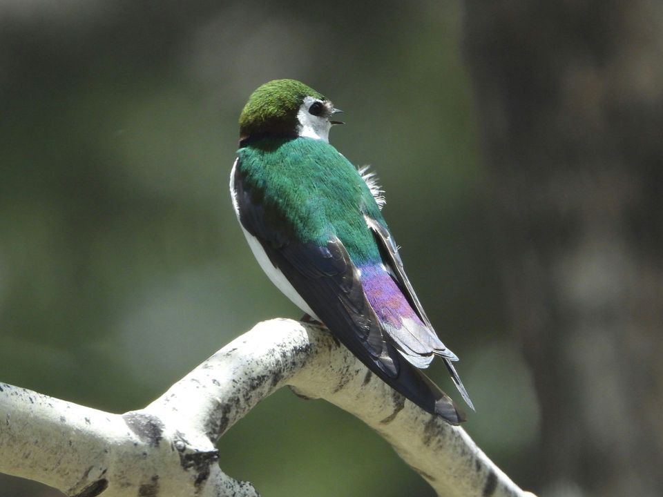 Violet-green Swallow in Black Canyon of the Gunnison National Park