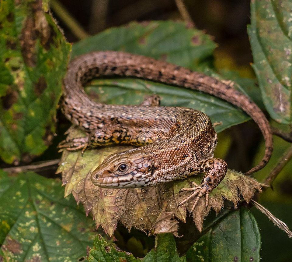 Viviparous Lizard in Berchtesgaden National Park