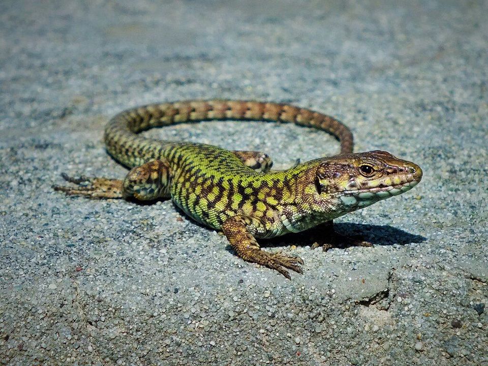Wall Lizard in Plitvice Lakes National Park