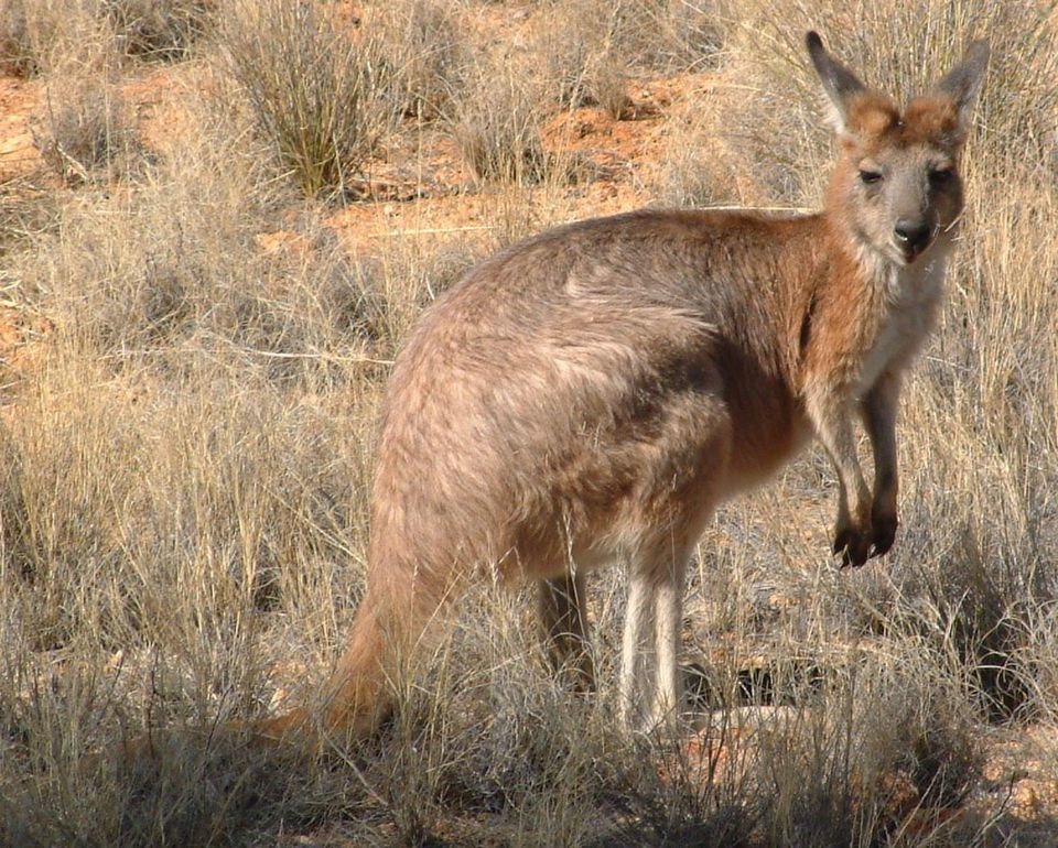 Wallaroo in Kalbarri National Park