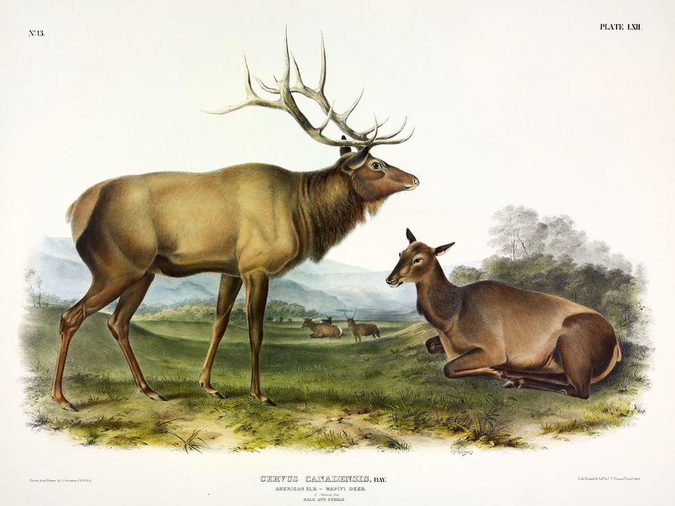 Wapiti in Theodore Roosevelt National Park