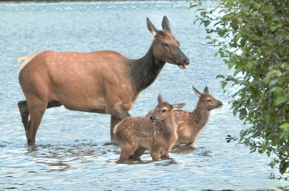 Wapiti wildlife guide for Zion National Park