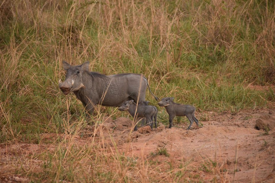 Warthog in Kruger National Park