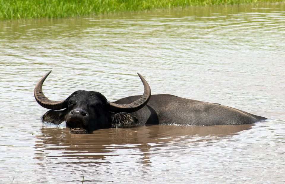 Water Buffalo in Kakadu National Park