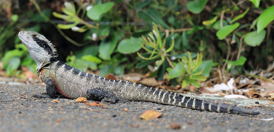 Water Dragon wildlife guide for Royal National Park