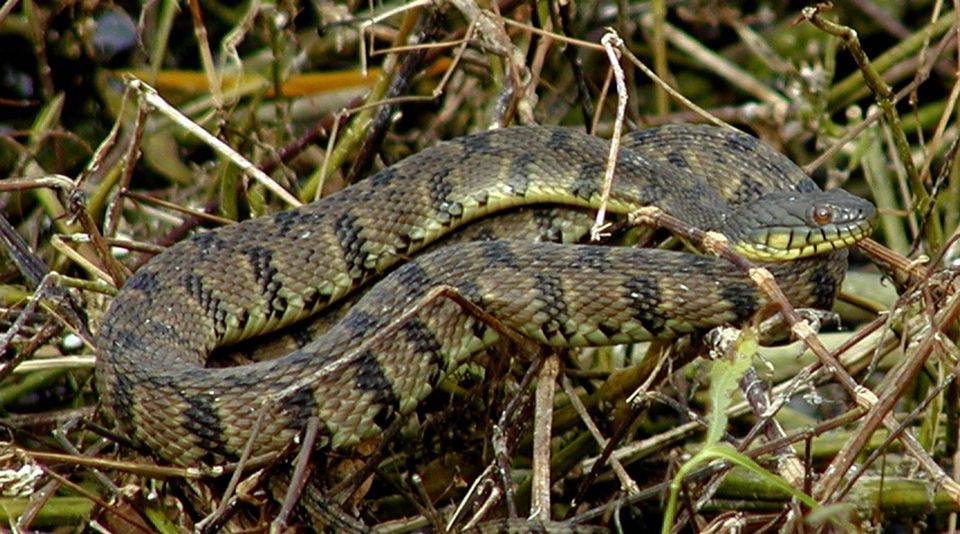 Watersnake in Hocking Hills State Park