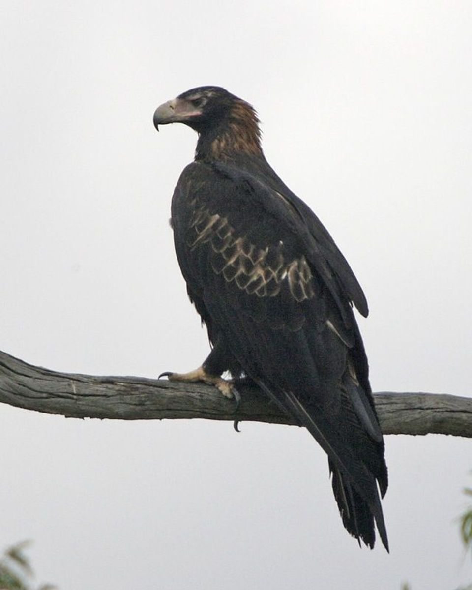 Wedge-tailed Eagle wildlife guide for Great Ocean Road