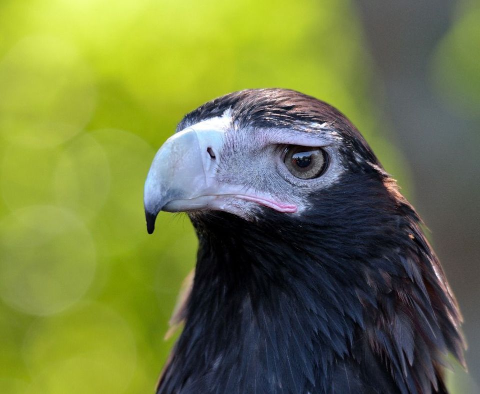 Wedge-tailed Eagle wildlife guide for Blue Mountains National Park