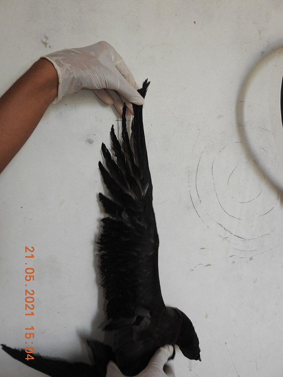 Wedge-tailed Shearwater wildlife guide for West Maui Scenic Drive