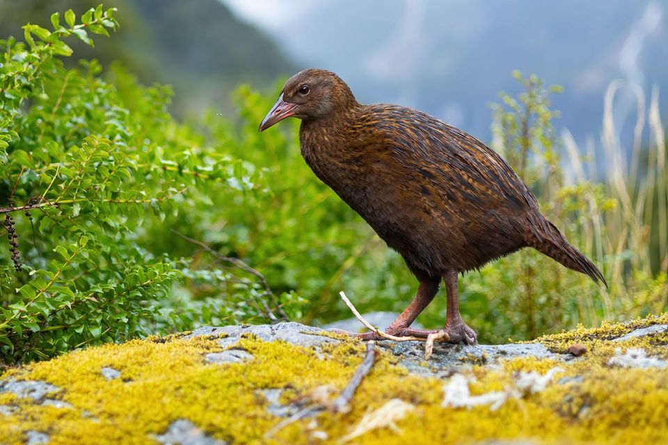 Weka in Nelson Lakes National Park