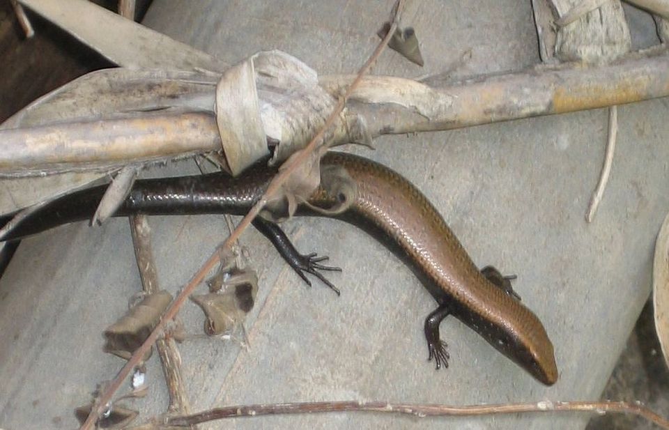 West Canary Skink in Teide National Park