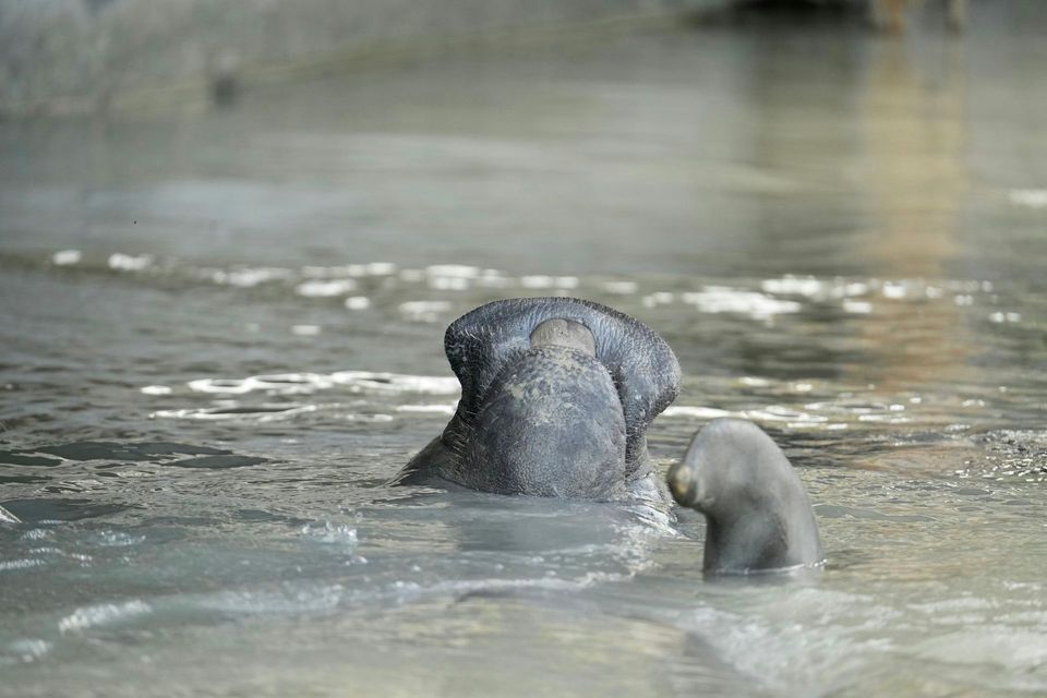 West Indian Manatee in Everglades National Park