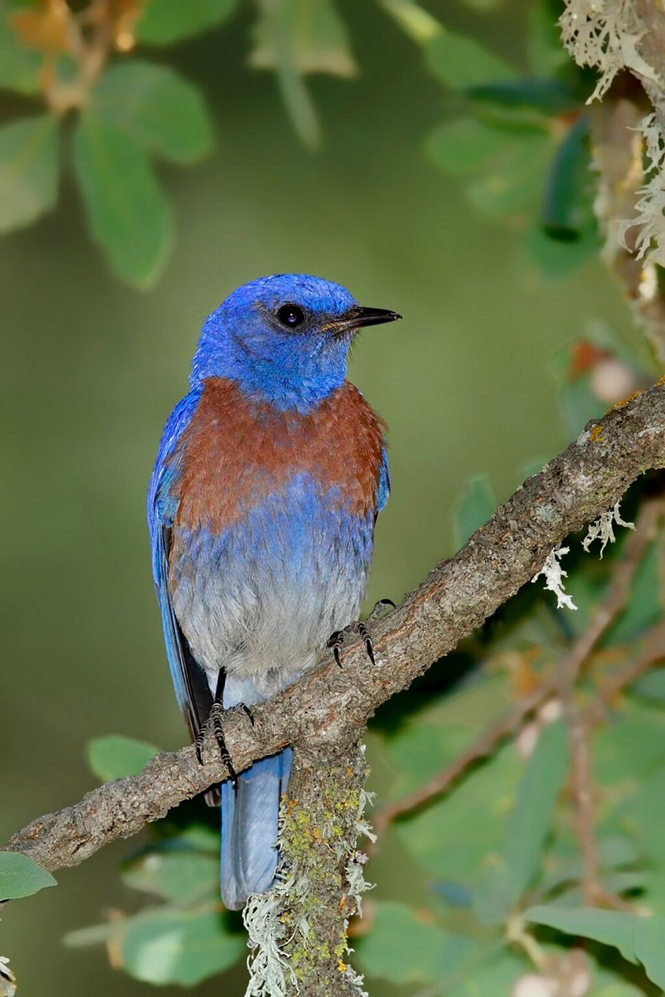 Western Bluebird in Guadalupe Mountains National Park