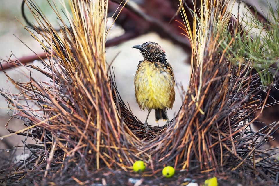 Western Bowerbird in Karijini National Park