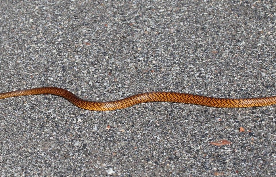 Western Brown Snake in Uluru-Kata Tjuta National Park