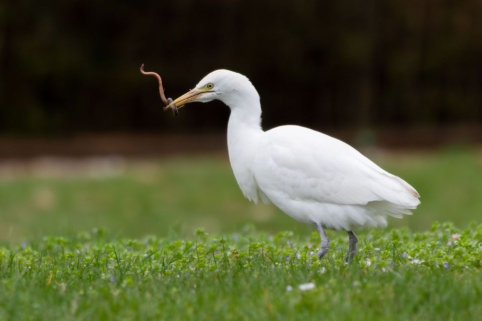 Western Cattle-Egret wildlife guide for Road to Hana