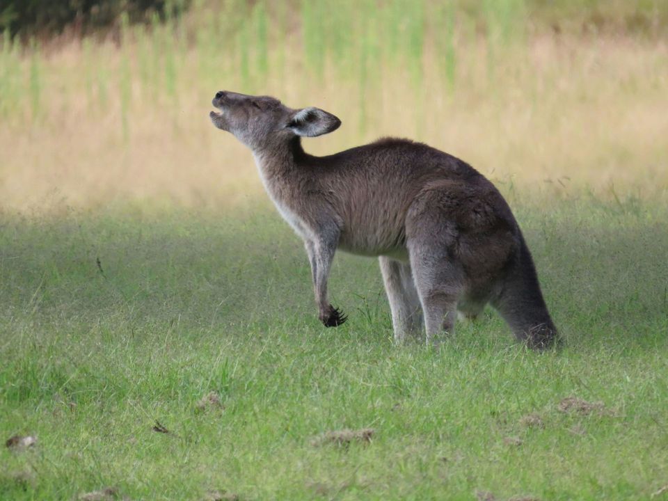 Western Grey Kangaroo in Kalbarri National Park