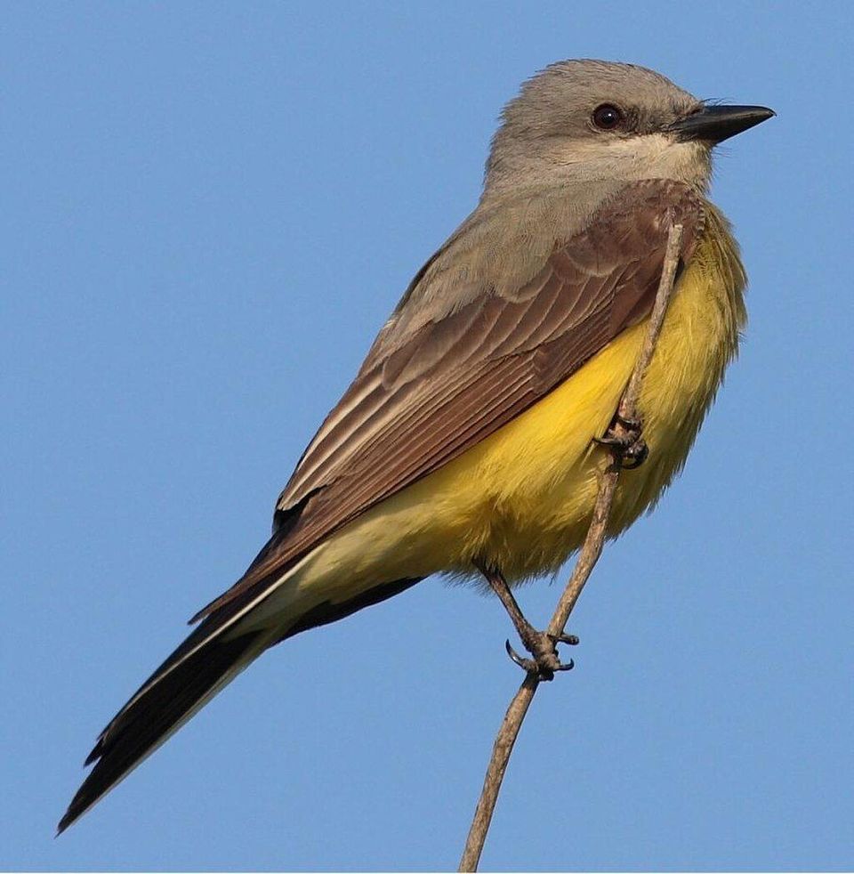 Western Kingbird wildlife guide for White Sands National Park