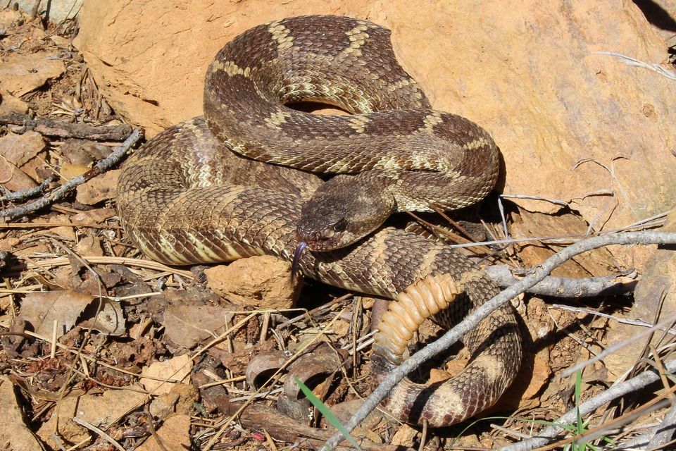 Western Rattlesnake in Canyonlands National Park