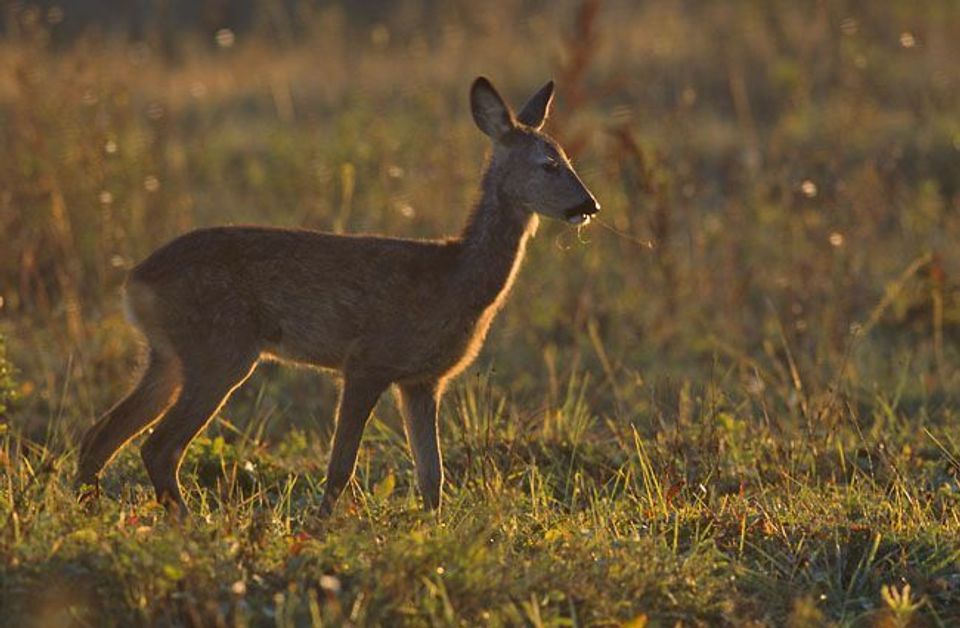 Western Roe Deer