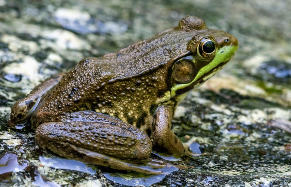 Western Spotted Frog in Kalbarri National Park