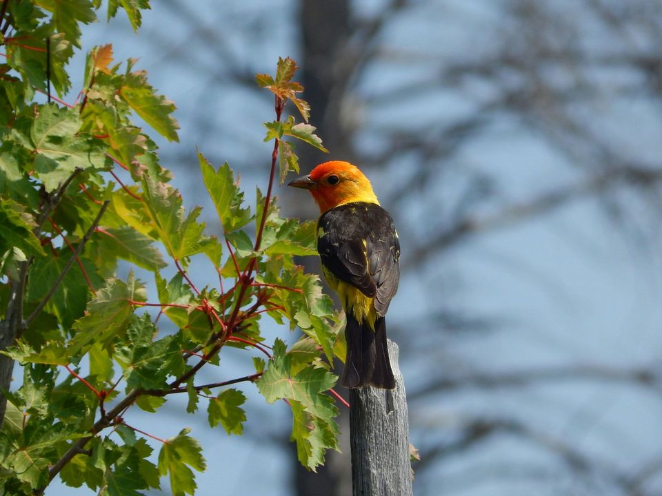 Western Tanager in Guadalupe Mountains National Park