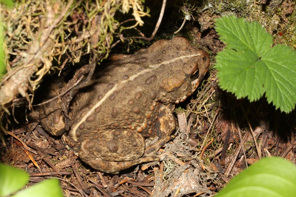 Western Toad in Lassen Volcanic National Park