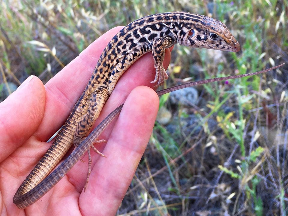 Western Whiptail wildlife guide for Canyonlands National Park