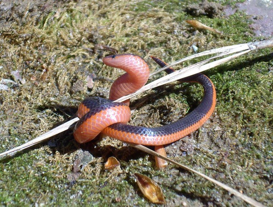 Western Worm Snake in Hot Springs National Park