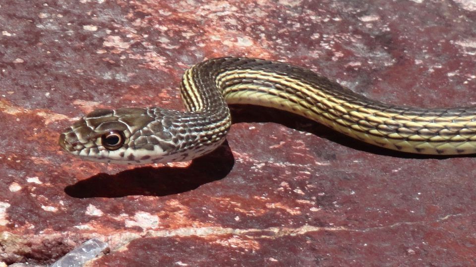 Whipsnake wildlife guide for Capitol Reef National Park