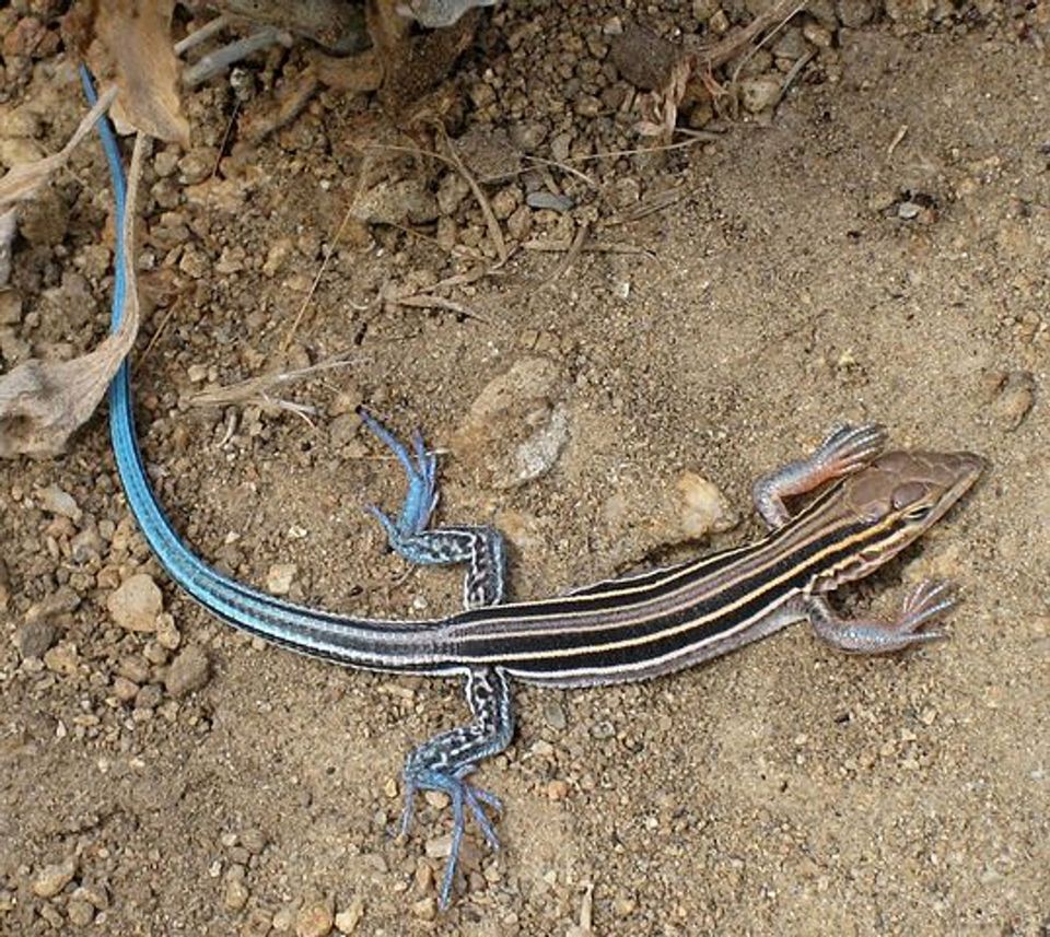 Whiptail wildlife guide for Valley of Fire State Park