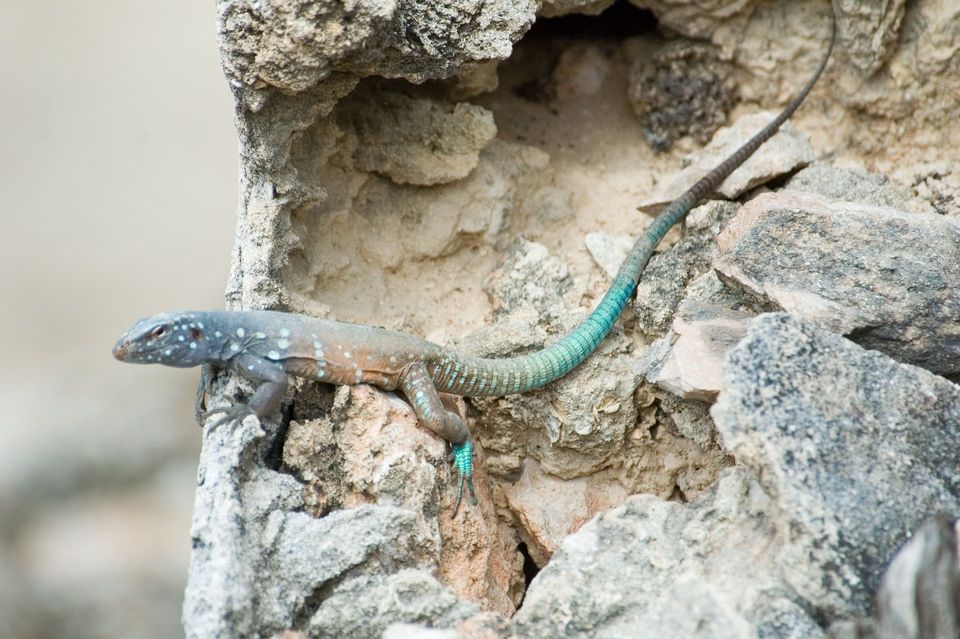 Whiptail Lizard in Pinnacles National Park