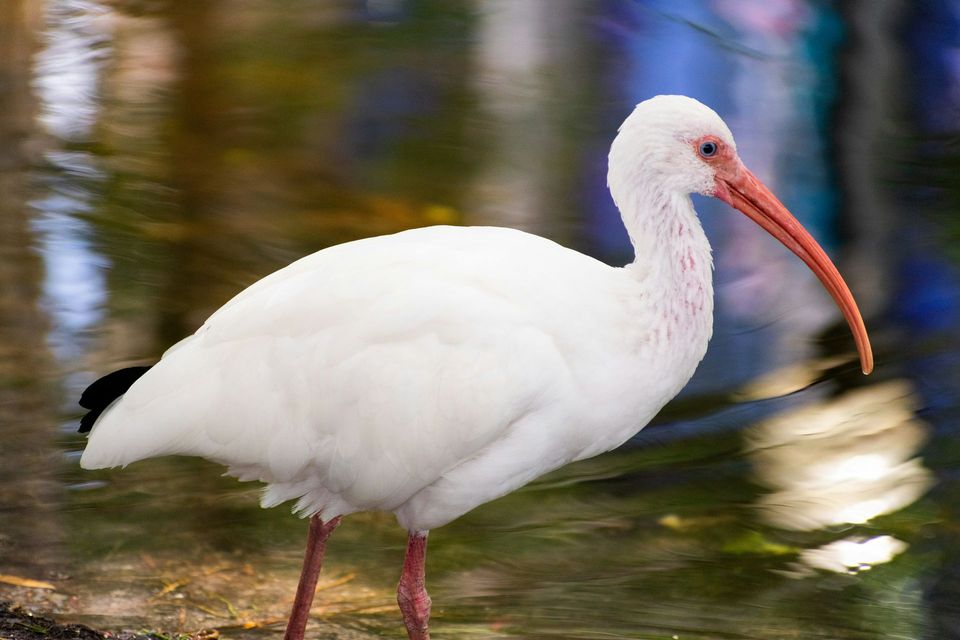 White Ibis in Congaree National Park
