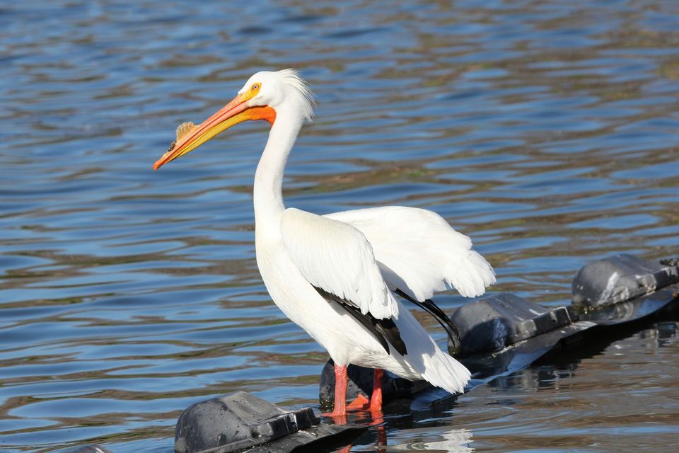 White Pelican in Voyageurs National Park