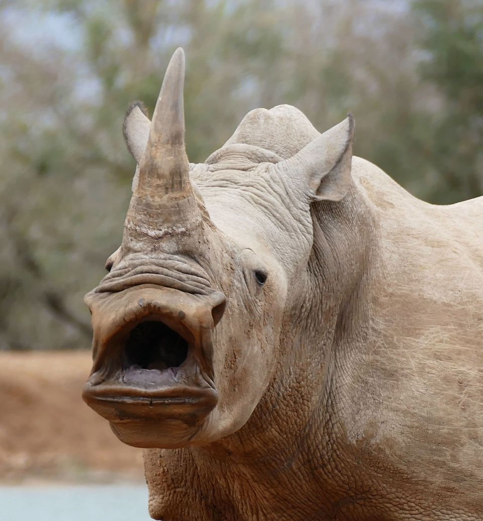 White Rhinoceros in Kruger National Park
