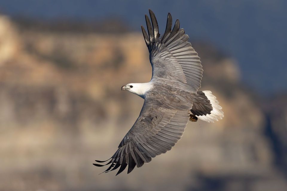 White-bellied Sea-Eagle in Freycinet National Park
