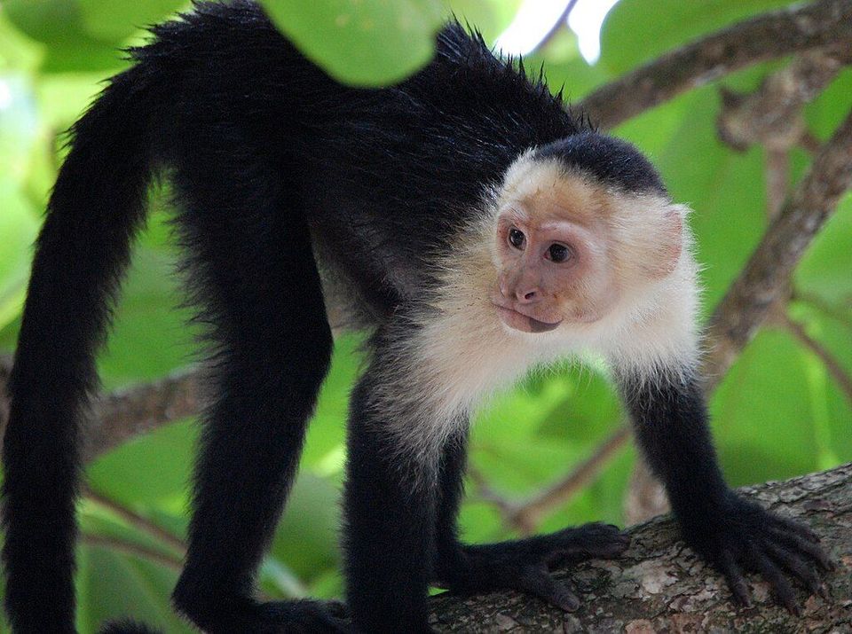 White-faced Capuchin Monkey in Manuel Antonio National Park