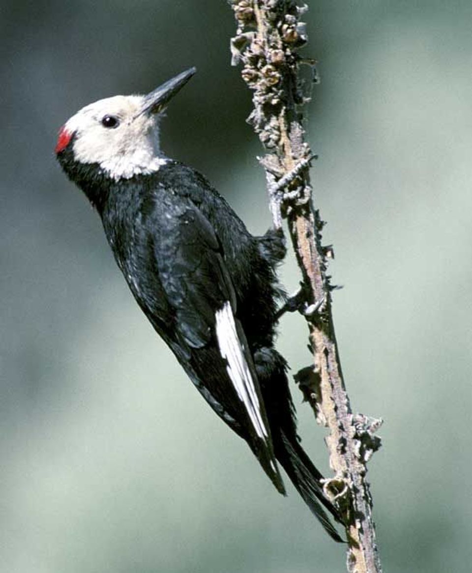 White-headed Woodpecker in Lassen Volcanic National Park